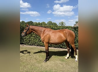 Zangersheide, Giumenta, 4 Anni, 163 cm, Baio