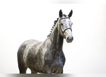 Zangersheide, Giumenta, 4 Anni, 163 cm, Grigio