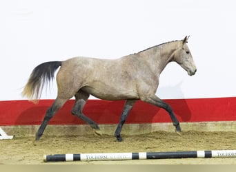 Zangersheide, Giumenta, 4 Anni, 163 cm, Grigio