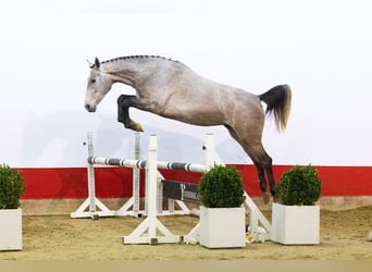 Zangersheide, Giumenta, 4 Anni, 163 cm, Grigio