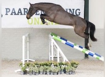 Zangersheide, Giumenta, 4 Anni, 164 cm, Baio