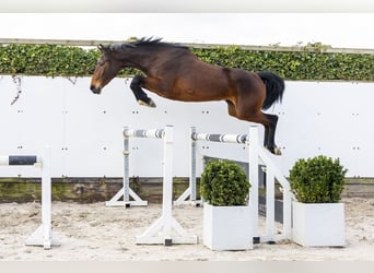 Zangersheide, Giumenta, 4 Anni, 164 cm, Baio