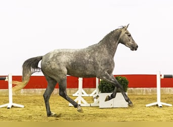 Zangersheide, Giumenta, 4 Anni, 164 cm