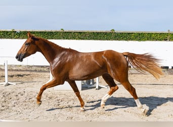 Zangersheide, Giumenta, 4 Anni, 164 cm, Sauro scuro