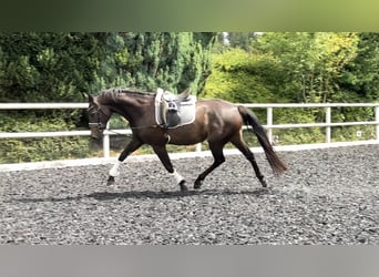Zangersheide, Giumenta, 4 Anni, 165 cm, Baio scuro