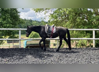 Zangersheide, Giumenta, 4 Anni, 165 cm, Baio scuro