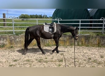 Zangersheide, Giumenta, 4 Anni, 165 cm, Baio scuro
