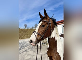 Zangersheide, Giumenta, 4 Anni, 165 cm, Pezzato