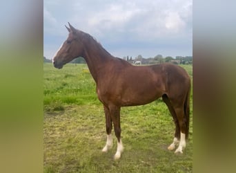 Zangersheide, Giumenta, 4 Anni, 165 cm, Sauro scuro