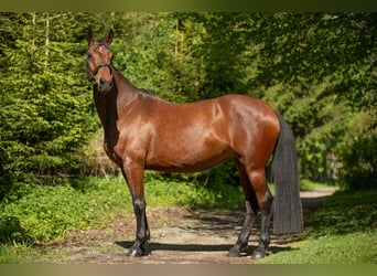Zangersheide, Giumenta, 4 Anni, 166 cm, Baio