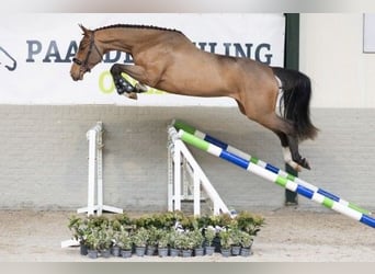 Zangersheide, Giumenta, 4 Anni, 167 cm, Baio