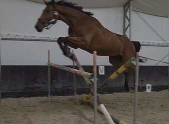 Zangersheide, Giumenta, 4 Anni, 168 cm, Baio