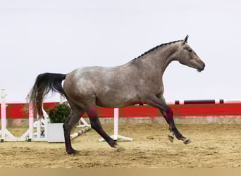 Zangersheide, Giumenta, 4 Anni, 168 cm, Grigio
