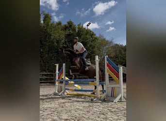 Zangersheide, Giumenta, 4 Anni, 168 cm, Morello