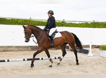 Zangersheide, Giumenta, 4 Anni, 169 cm, Baio scuro