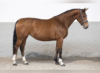 Zangersheide, Giumenta, 4 Anni, 170 cm, Baio chiaro