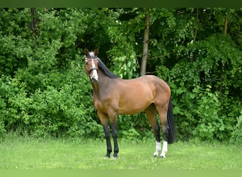 Zangersheide, Giumenta, 4 Anni, 172 cm, Baio