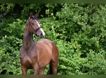 Zangersheide, Giumenta, 4 Anni, 172 cm, Baio