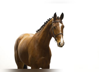 Zangersheide, Giumenta, 4 Anni, 173 cm, Baio