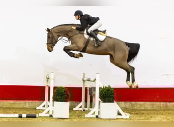 Zangersheide, Giumenta, 4 Anni, 173 cm, Baio