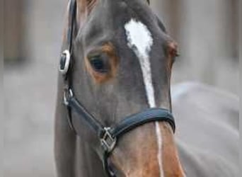 Zangersheide, Giumenta, 4 Anni, 173 cm, Baio ciliegia