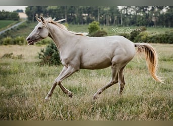 Zangersheide, Giumenta, 5 Anni, 155 cm, Champagne