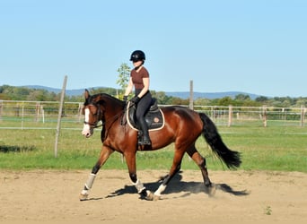 Zangersheide, Giumenta, 5 Anni, 157 cm, Baio