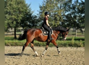 Zangersheide, Giumenta, 5 Anni, 157 cm, Baio