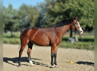 Zangersheide, Giumenta, 5 Anni, 157 cm, Baio