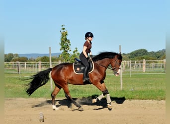 Zangersheide, Giumenta, 5 Anni, 157 cm, Baio