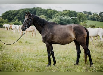 Zangersheide, Giumenta, 5 Anni, 158 cm, Baio