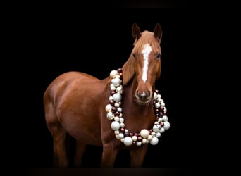 Zangersheide, Giumenta, 5 Anni, 158 cm, Sauro