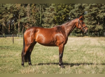Zangersheide, Giumenta, 5 Anni, 160 cm, Baio