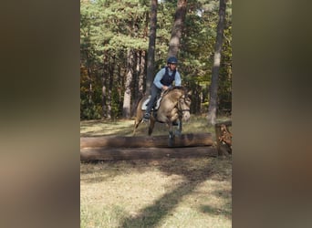 Zangersheide, Giumenta, 5 Anni, 160 cm, Champagne