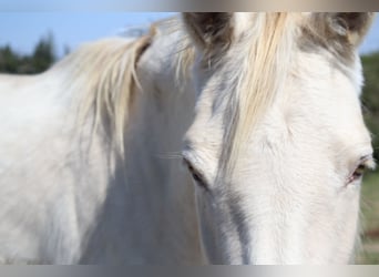 Zangersheide, Giumenta, 5 Anni, 160 cm, Champagne