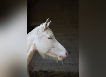 Zangersheide, Giumenta, 5 Anni, 160 cm, Champagne