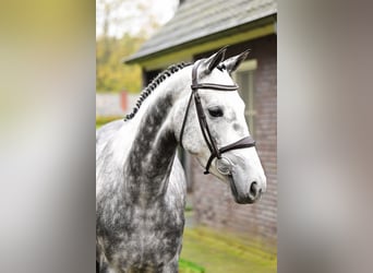 Zangersheide, Giumenta, 5 Anni, 160 cm, Grigio