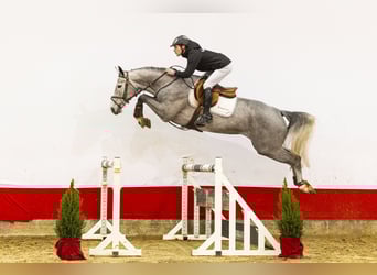 Zangersheide, Giumenta, 5 Anni, 162 cm, Grigio