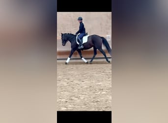 Zangersheide, Giumenta, 5 Anni, 163 cm, Baio scuro