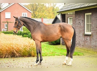 Zangersheide, Giumenta, 5 Anni, 164 cm, Baio