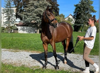 Zangersheide, Giumenta, 5 Anni, 164 cm, Baio