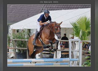 Zangersheide, Giumenta, 5 Anni, 164 cm, Baio