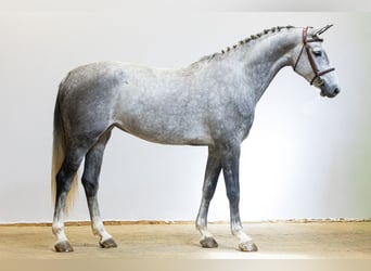 Zangersheide, Giumenta, 5 Anni, 164 cm, Grigio
