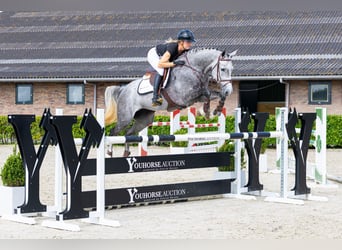 Zangersheide, Giumenta, 5 Anni, 164 cm, Grigio