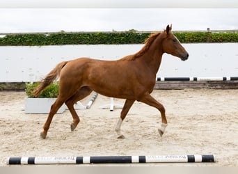 Zangersheide, Giumenta, 5 Anni, 164 cm, Sauro