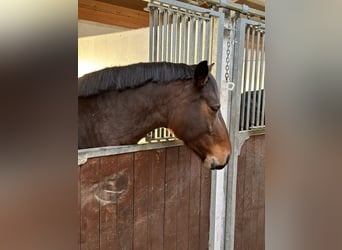 Zangersheide, Giumenta, 5 Anni, 165 cm, Baio