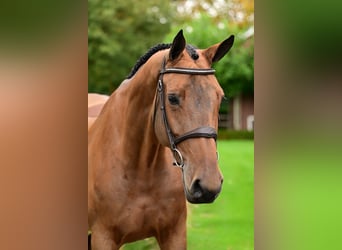 Zangersheide, Giumenta, 5 Anni, 165 cm, Baio