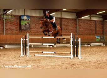 Zangersheide, Giumenta, 5 Anni, 165 cm, Baio