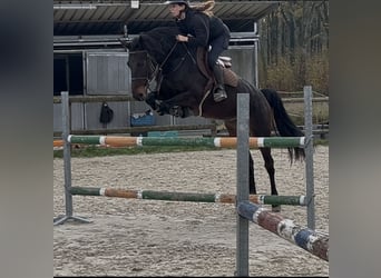 Zangersheide, Giumenta, 5 Anni, 165 cm, Baio nero