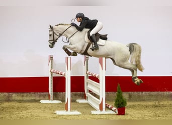 Zangersheide, Giumenta, 5 Anni, 165 cm, Grigio